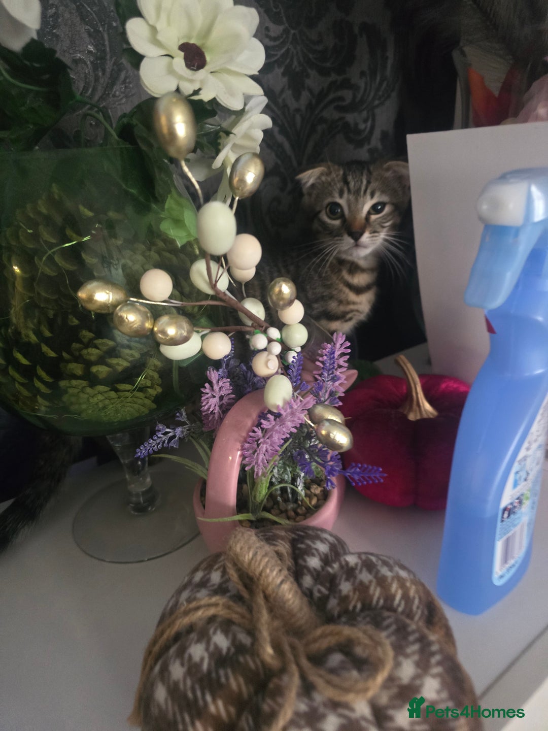 Mixed Breed cats for sale: 4 Beautiful kittens - Image 8