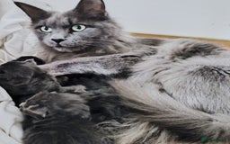 Maine Coon cats for sale: Blue Maine coon kittens  - Advert 6