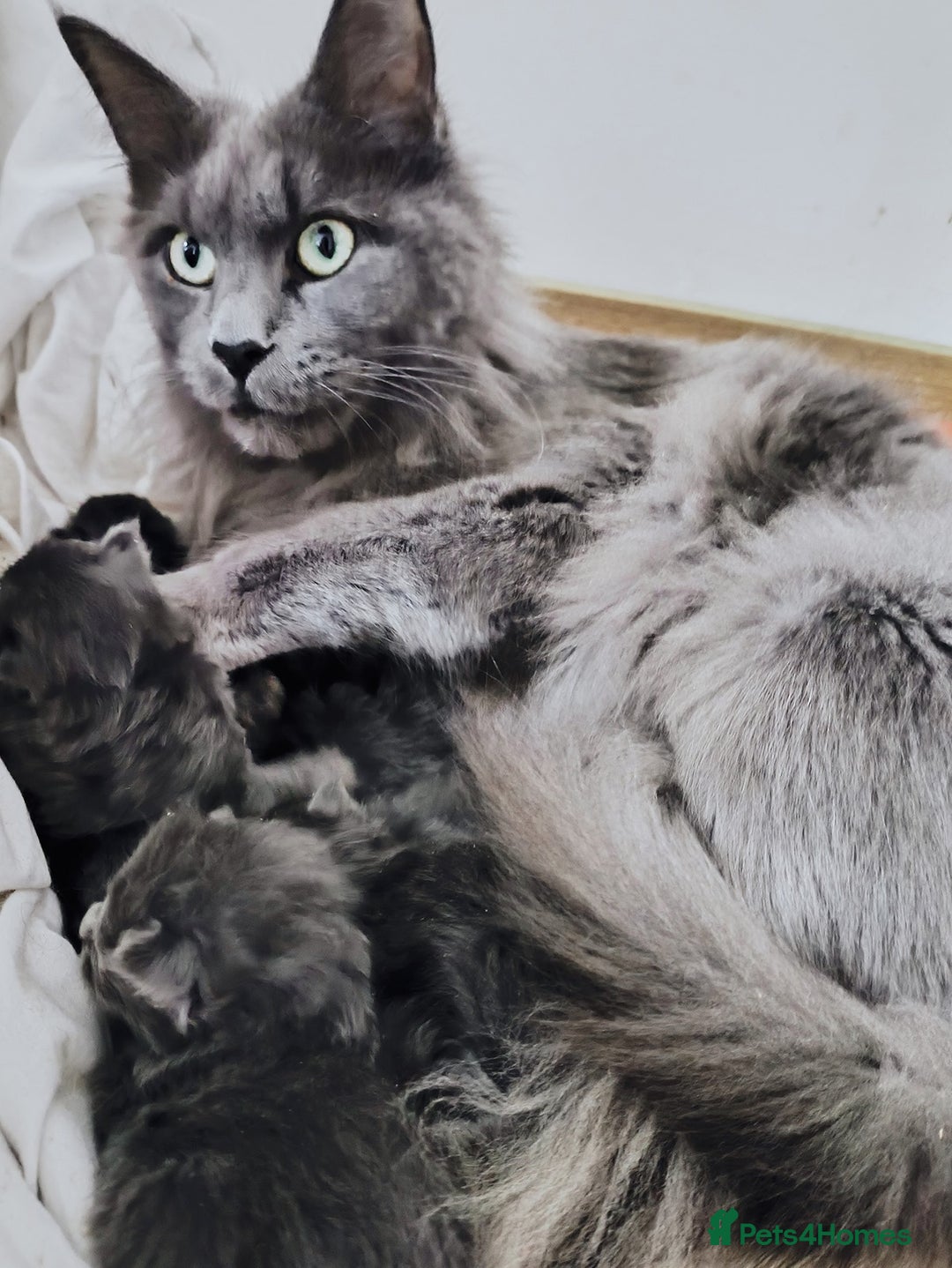 Maine Coon cats for sale: Blue Maine coon kittens  - Advert 6