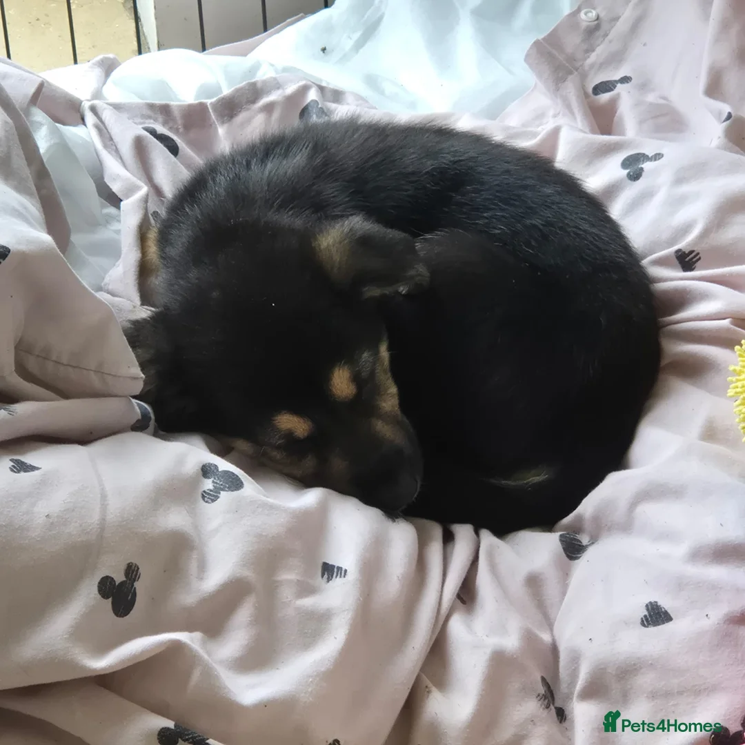 Mixed Breed dogs for sale: 5 shollie pups - Advert 2