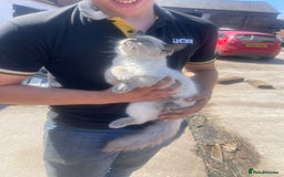 Ragdoll cats for sale: Beautiful Pedigree Ragdoll 4 month olds  - Image 4