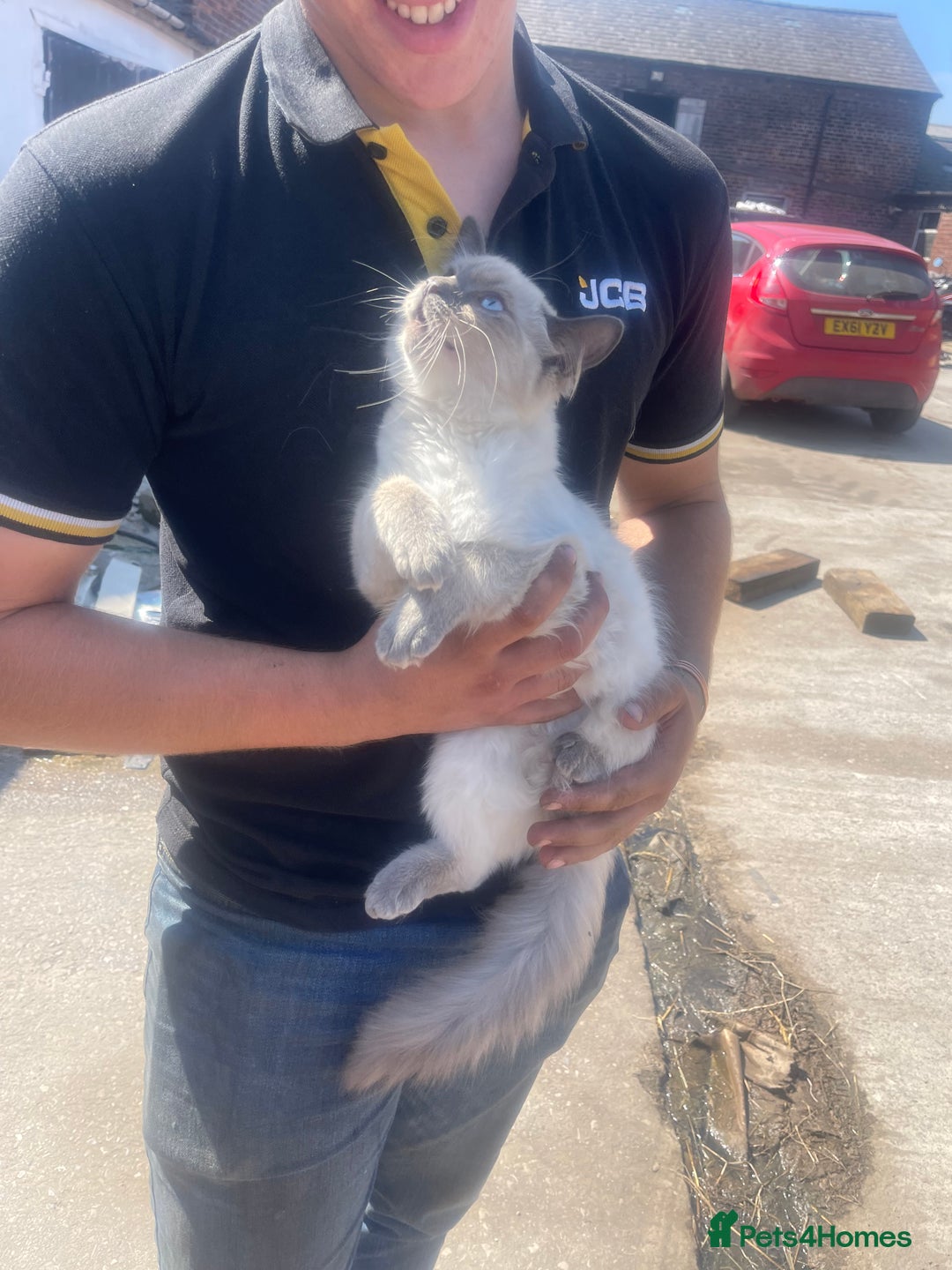 Ragdoll cats for sale: Beautiful Pedigree Ragdoll 4 month olds  - Image 4