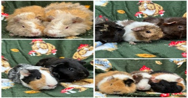 Guinea Pig rodents - Advert 12