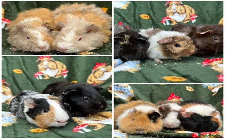 Guinea Pig rodents - Advert 9