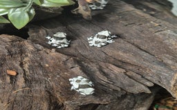 Frog reptiles for sale: Amazon milk frogs - Image 7