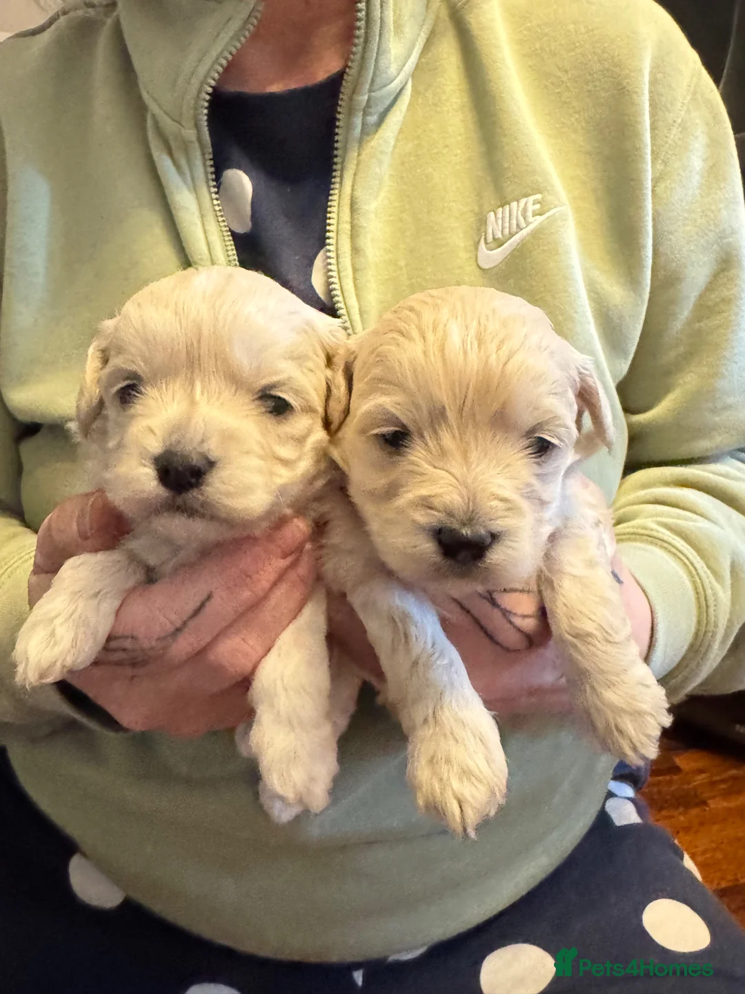 Maltipoo dogs for sale: Teddy bear maltipoo puppies  - Advert 1