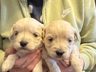 Maltipoo dogs Teddy bear maltipoo puppies - Advert 3