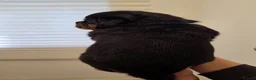 Rottweiler dogs for sale: Beautiful KC Rottweiler puppies. 2 boys, 4 girls in Brierley Hill - Advert 20