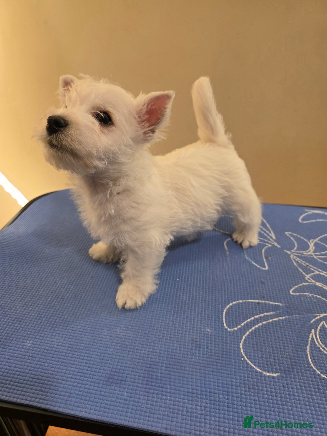West Highland Terrier dogs for sale: Strong full of life and joy girls KC registered  - Advert 6