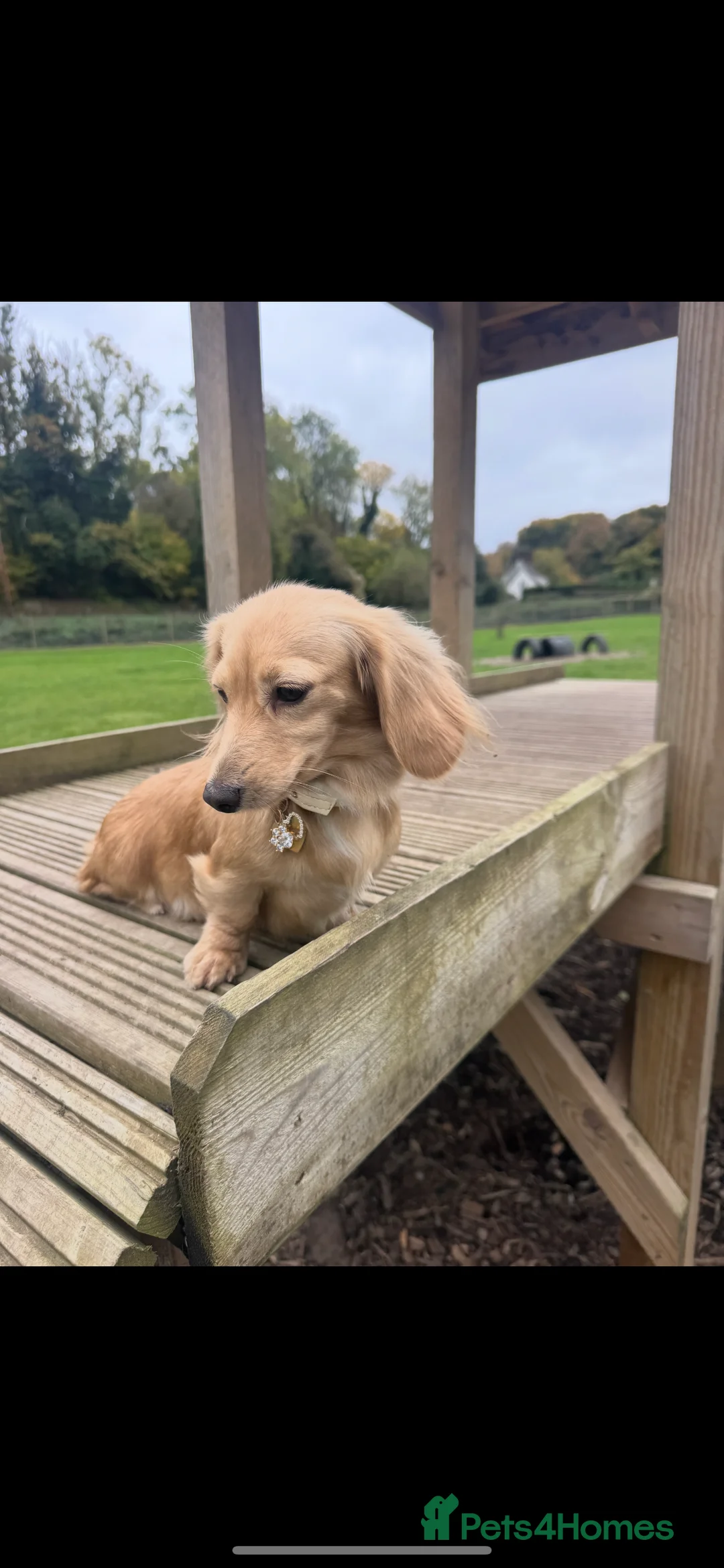 Miniature Dachshund dogs for sale: Miniature long haired cream dachshund puppies  - Advert 4