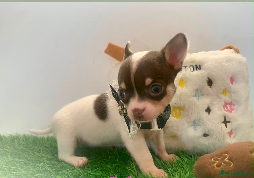 Chihuahua dogs Tiny chihuahua puppies  - Advert 1
