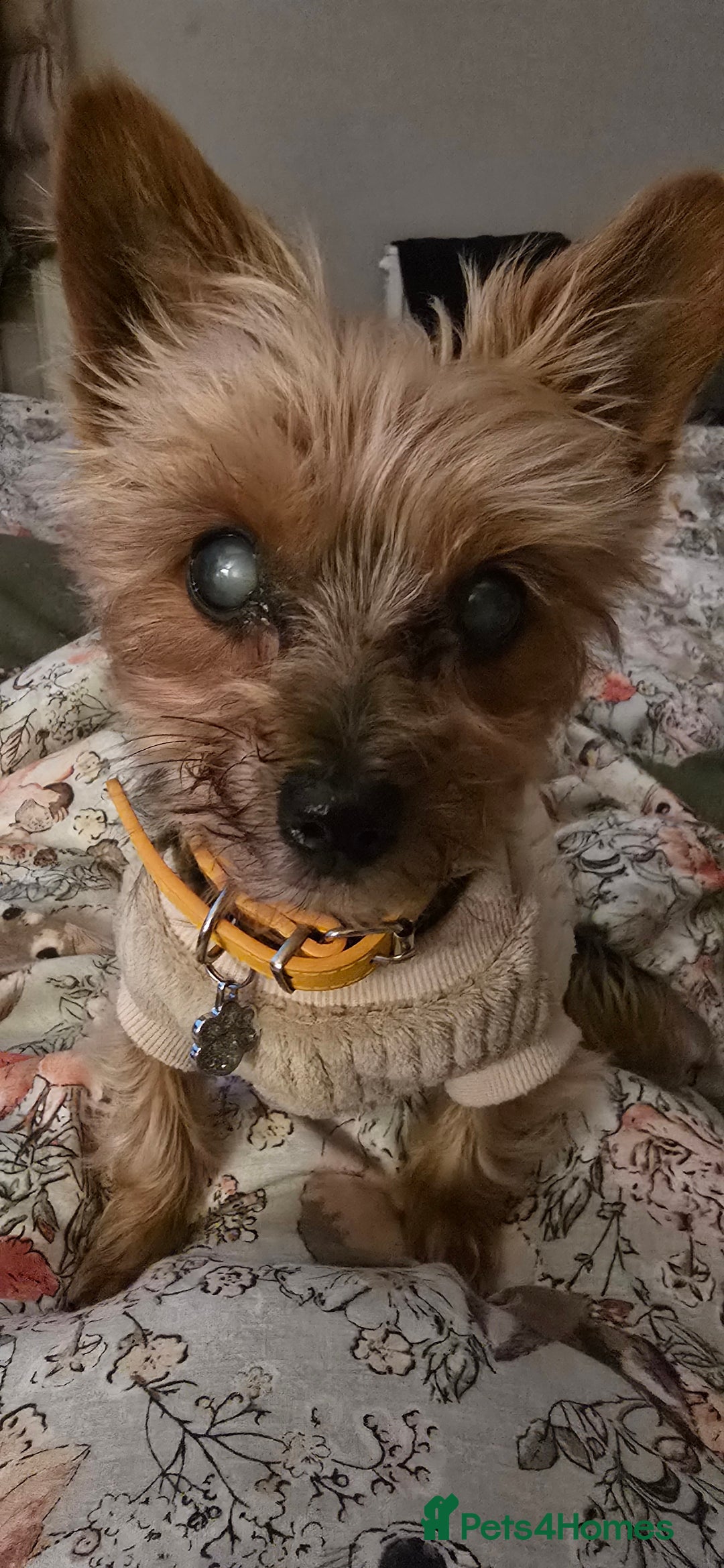 Yorkshire Terrier dogs for sale:    yorkie female - Advert 10