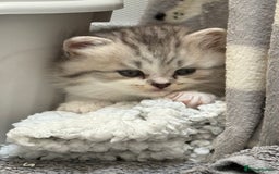 British Shorthair cats for sale: Stunning Scottish Straights - Image 7