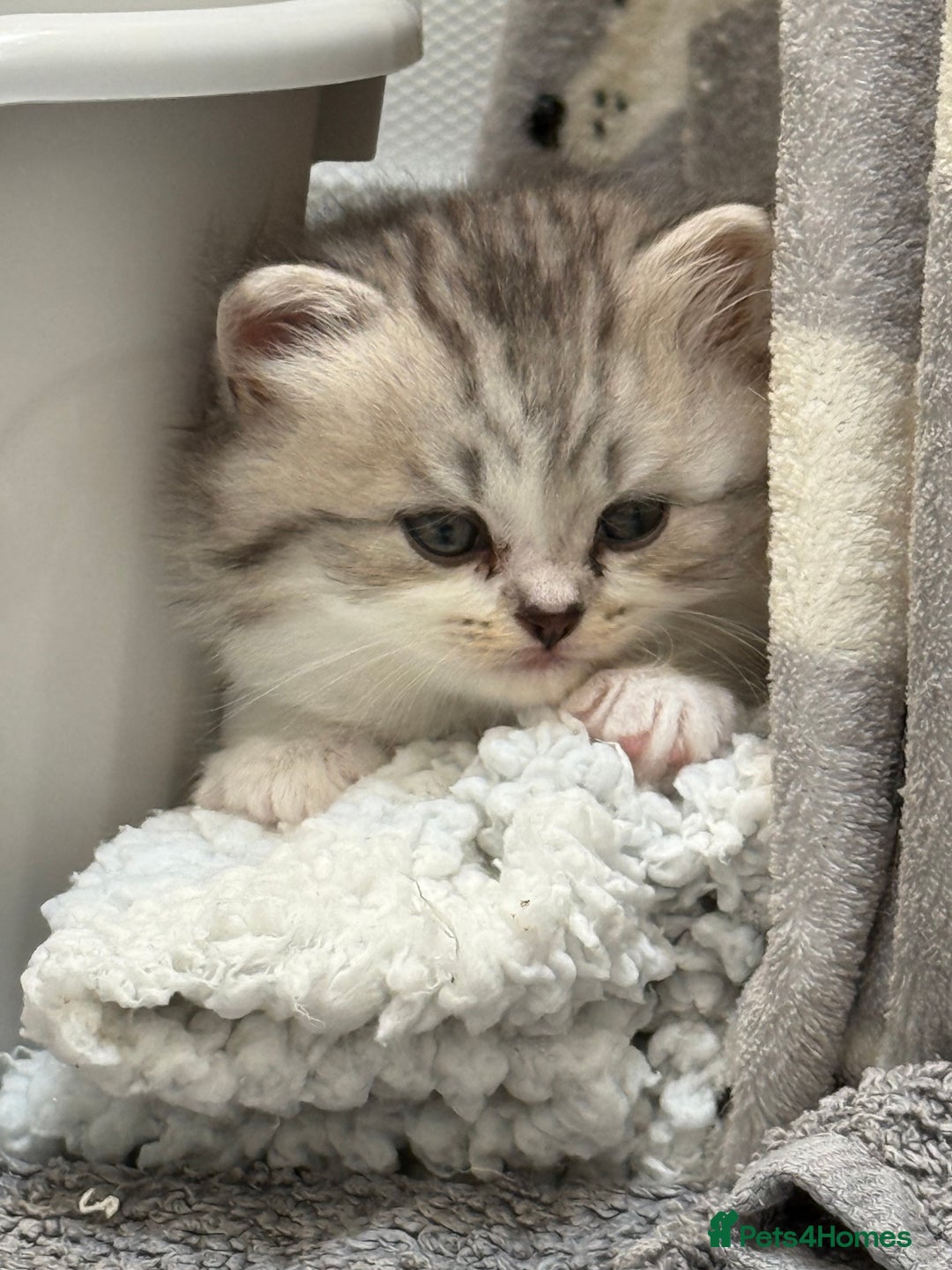 British Shorthair cats for sale: Stunning Scottish Straights - Image 7