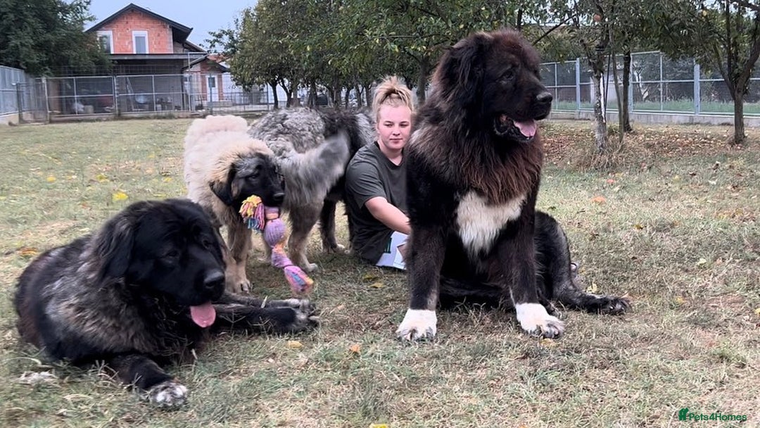 Caucasian Shepherd Dog dogs for sale: 🧸Caucasian Shepherd Puppies Ready Now! 🧸 - Image 17