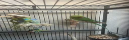 Ringnecks birds for sale: Indian Ringneck - Advert 2