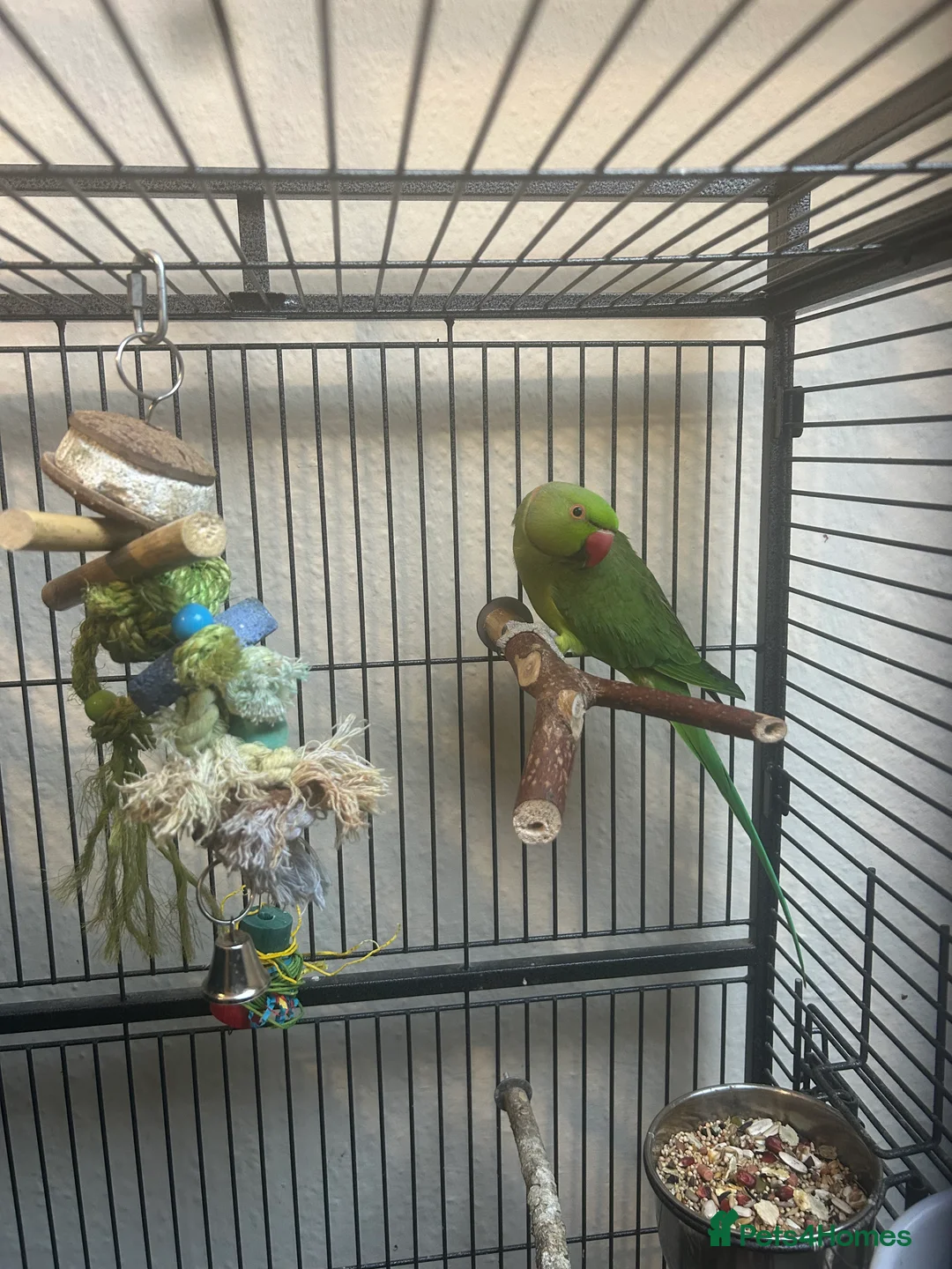 Ringnecks birds for sale: Indian Ringneck - Advert 2