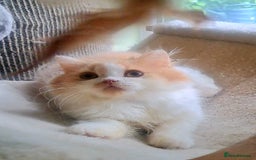 British Longhair cats for sale: *RESERVED* Red Bicolour British Longhair Kitten - Image 5