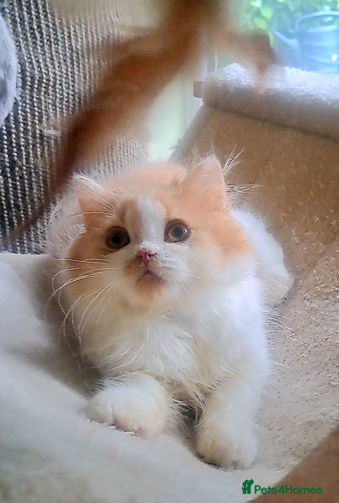 British Longhair cats for sale: *RESERVED* Red Bicolour British Longhair Kitten - Image 5
