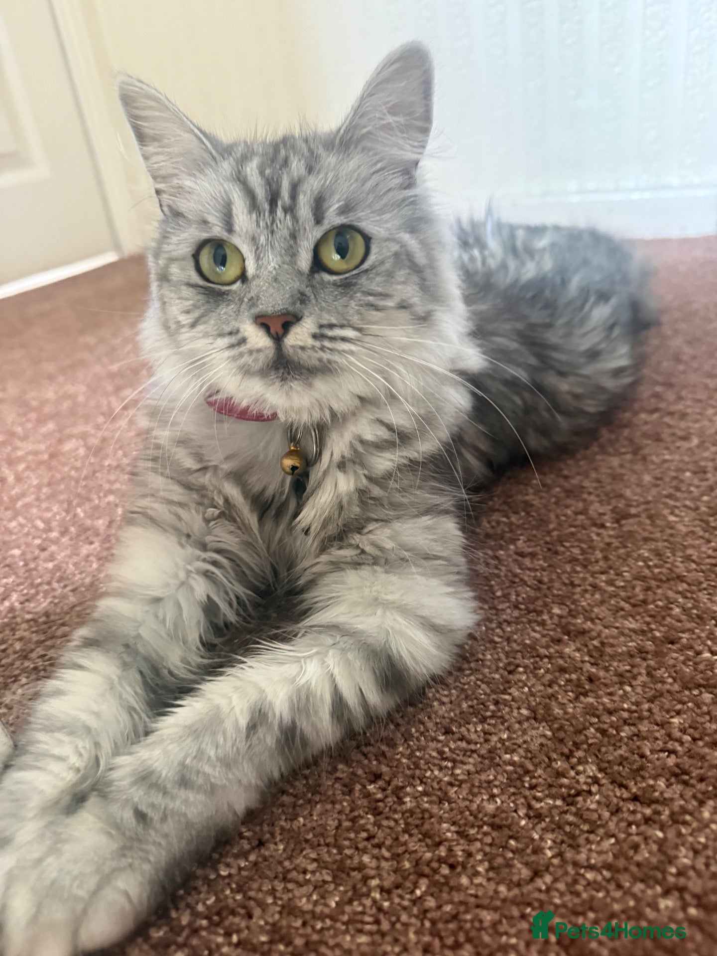 Mixed Breed cats 6x Scottish Fold/Main Coon/Bengal Kittens  - Advert 2