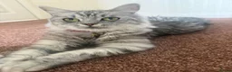 Mixed Breed cats for sale: 6x Scottish Fold/Main Coon/Bengal Kittens  - Advert 1