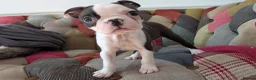Boston Terrier dogs for sale: 1 BOY LEFT: Adorable KC Boston Puppies  - Advert 2