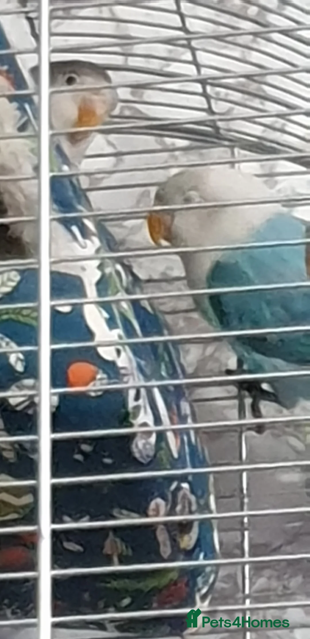 Lovebirds birds for sale: 2 baby lovebirds for sale - Advert 2