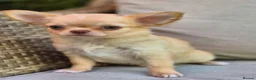 Chihuahua dogs for sale: Amazing Longcoat Apple head Chihuahua Puppies  - Advert 13