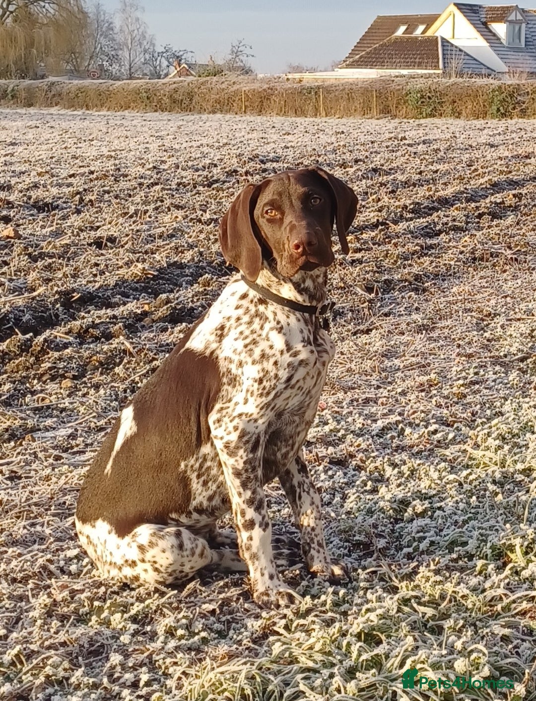 German Shorthaired Pointer dogs for sale: GSP Litter due 12th August  - Image 2