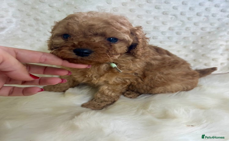 Cavapoo dogs in Brough - Advert 8