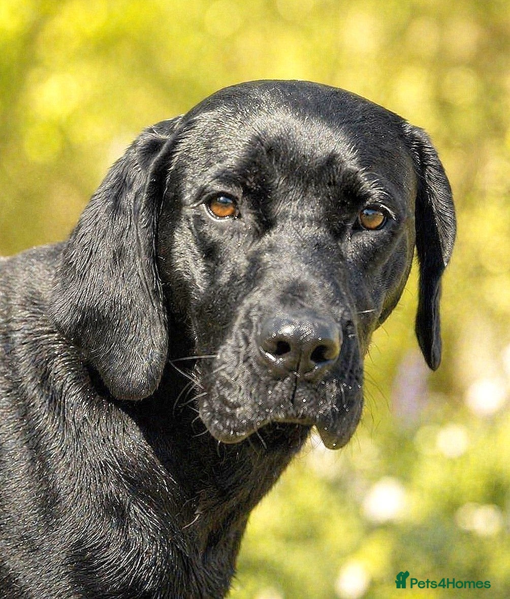 Mixed Breed dogs 🐾 Ebony – Lovely compact Labrador Girl ❤️ - Advert 8