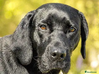 Mixed Breed dogs 🐾 Ebony – Lovely compact Labrador Girl ❤️ - Advert 8
