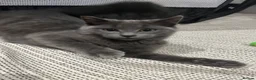 Mixed Breed cats for sale: Kitten 1 & Kitten 2 in Wallingford - Advert 25