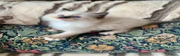 Ragdoll cats for sale: Beautiful mitted GCCF champion girls and boys  - Advert 10