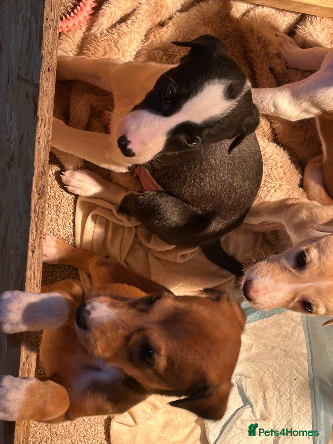 Mixed Breed dogs for sale: Saluki/bull grey hounds - Advert 8