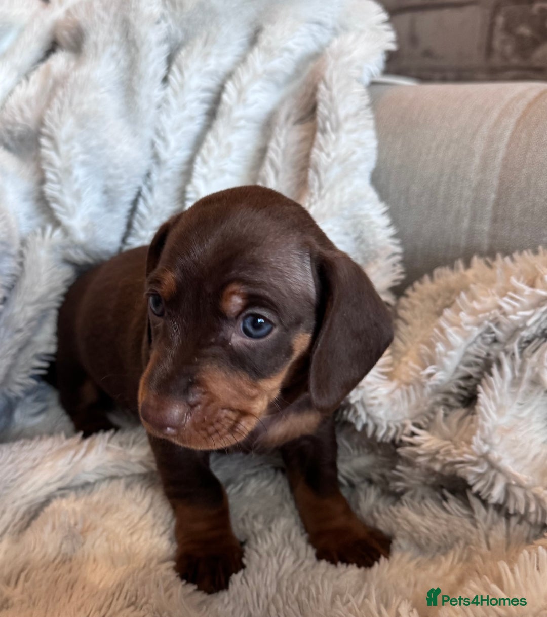 Dachshund dogs for sale: Dachshund Miniature  - Image 17