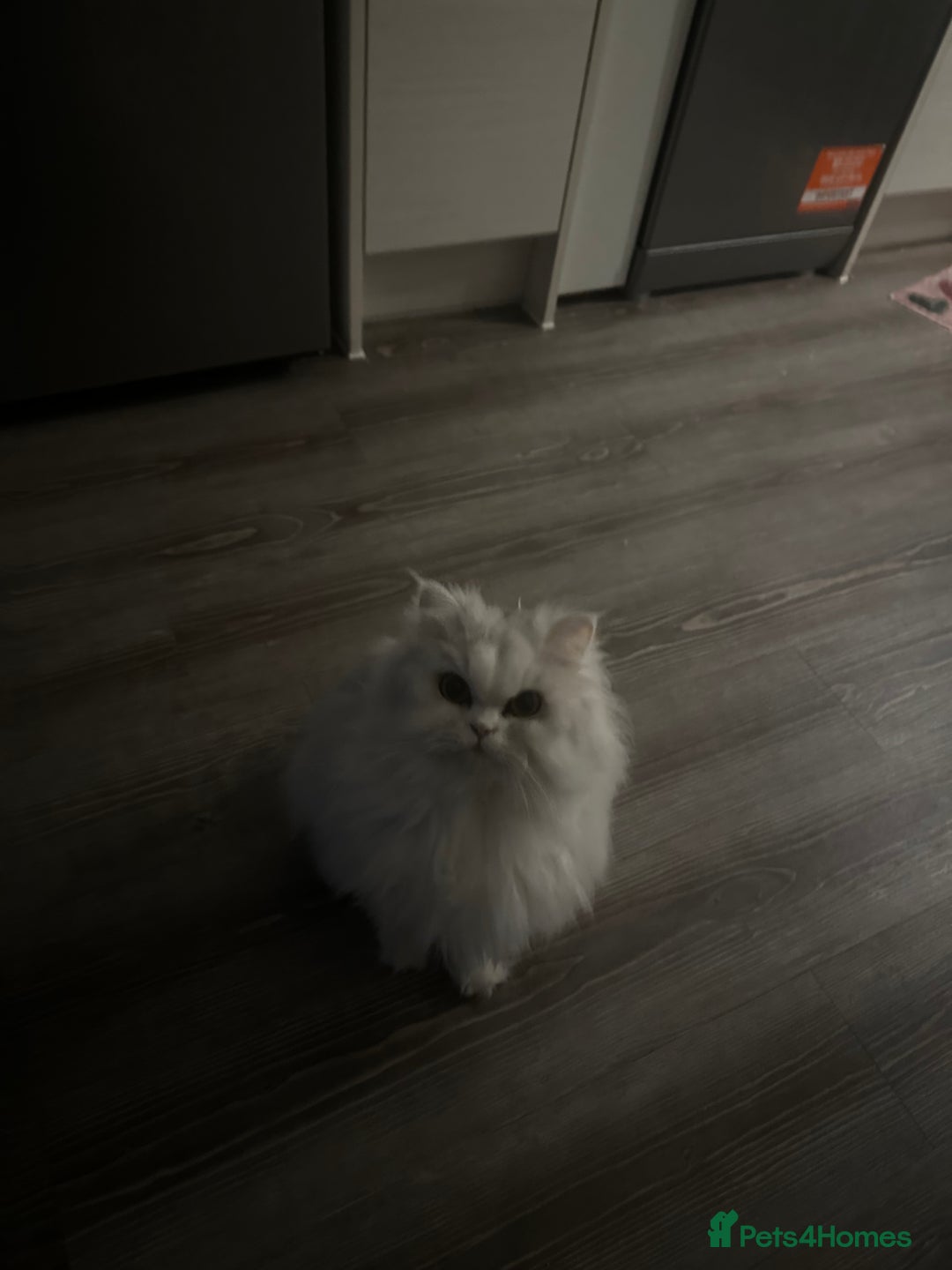 Persian cats for sale: Beautiful Persian girl - Advert 5