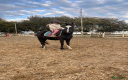 Welsh Section A horses for sale: Super child’s pony  - Image 1