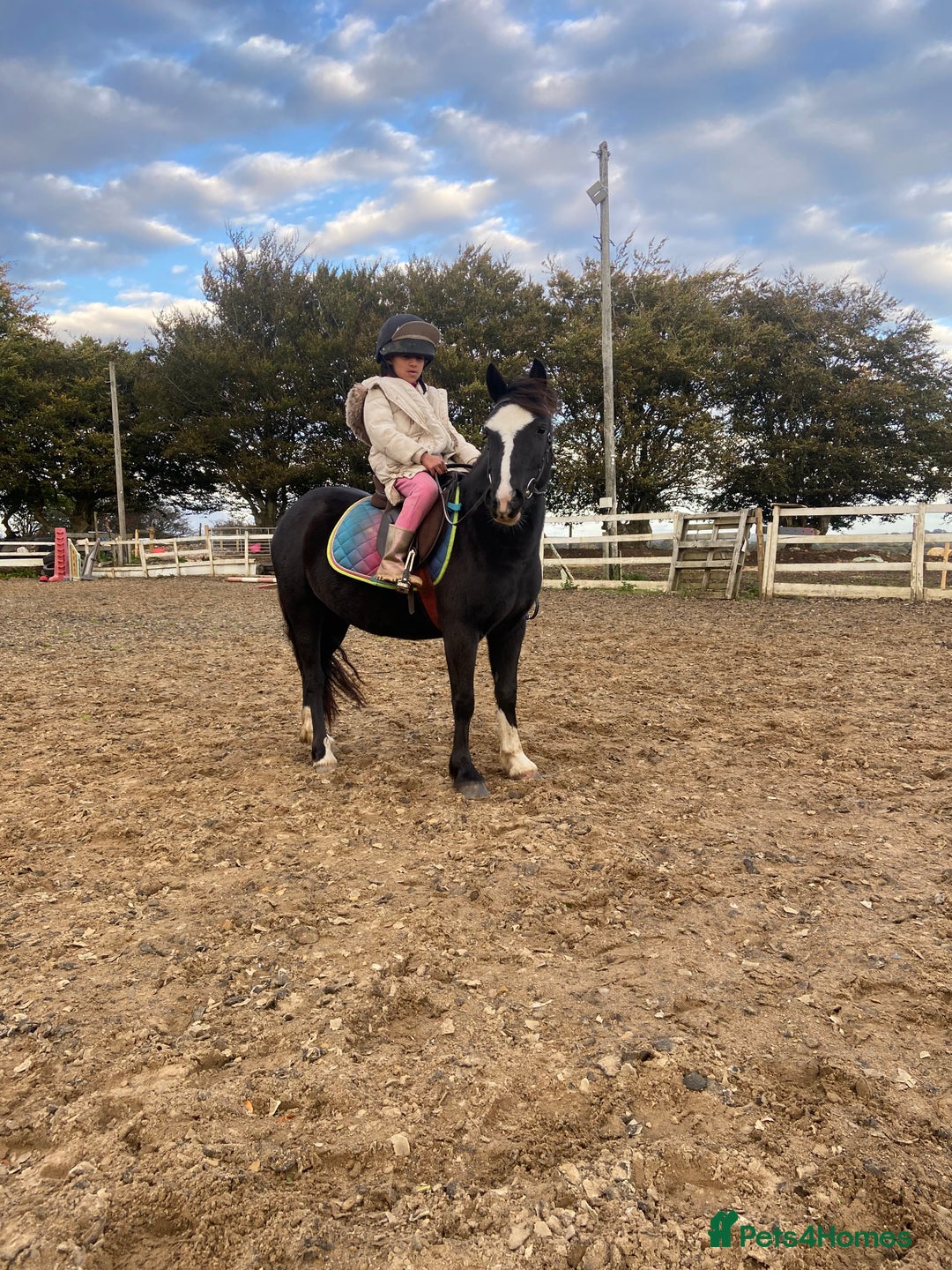 Welsh Section A horses for sale: Super child’s pony  - Image 1
