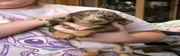 Dachshund dogs for sale: True miniature dachshund boys ready now  - Advert 18