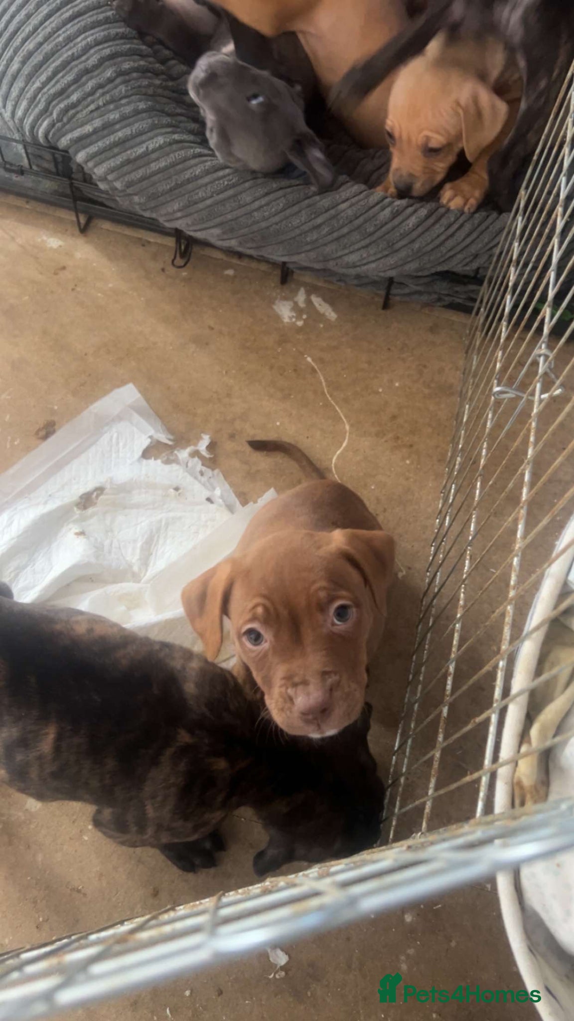 Mixed Breed dogs American Staff Girl  - Advert 13