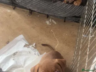 Mixed Breed dogs American Staff Girl - Advert 13