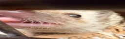 Pygmy Hedgehog rodents for sale: Stunning little baby African pigmy hedgehogs  - Advert 7
