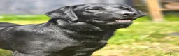 Labrador Retriever dogs for sale: 2 Year Old Female Lab  - Advert 5