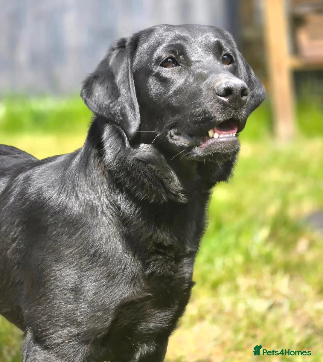 Labrador Retriever dogs for sale: 2 Year Old Female Lab  - Advert 5