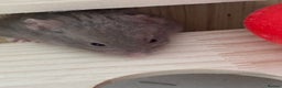 Hamster rodents for sale: Hamster and entire enclosure  - Advert 4