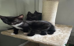 Mixed Breed cats for sale: 4 Female Ghost Tabby’s For Sale - Image 5