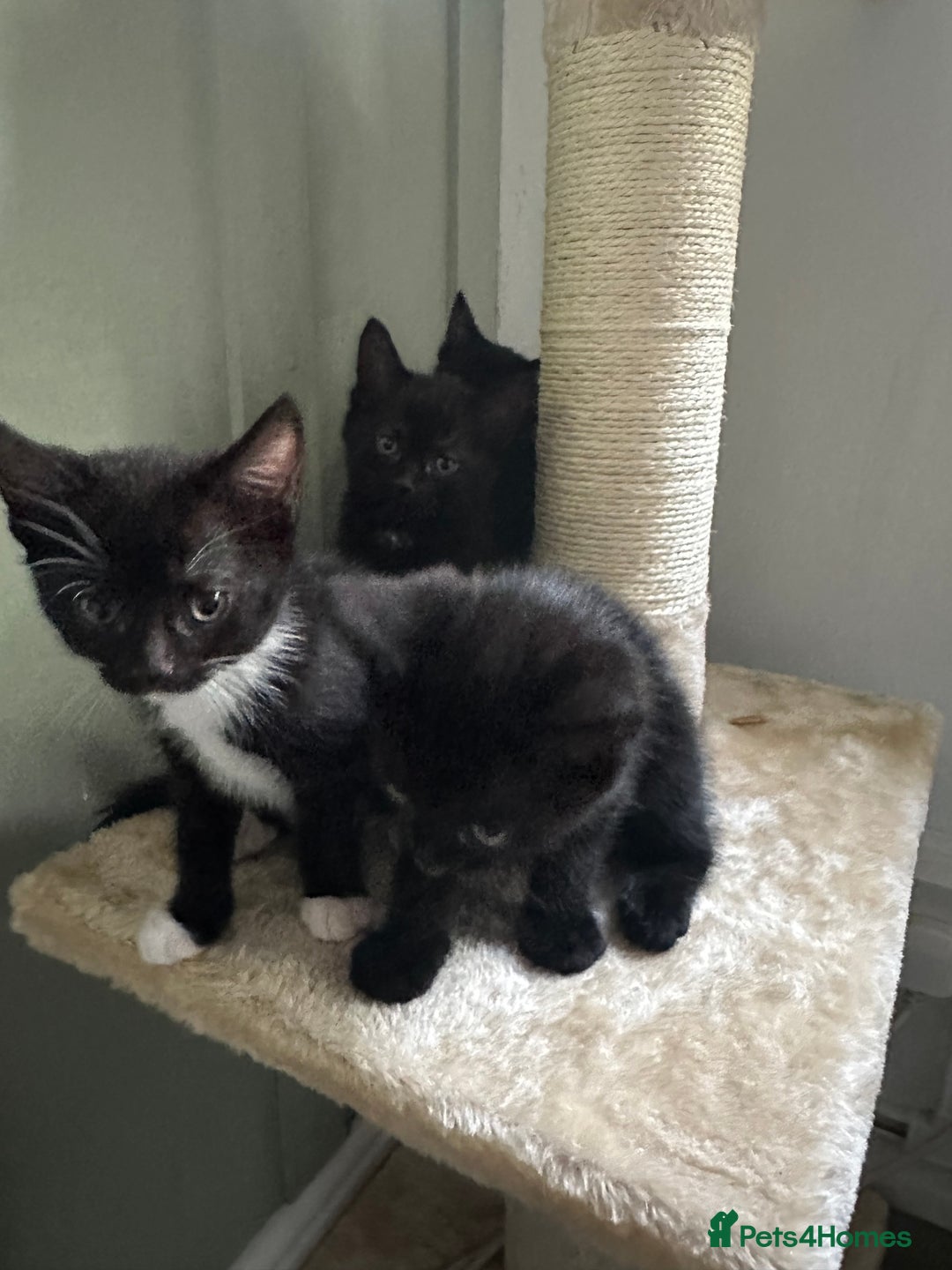 Mixed Breed cats for sale: 4 Female Ghost Tabby’s For Sale - Image 5