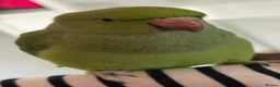 Ringnecks birds for sale: Young Indian ringneck (M) in Sleaford - Advert 5