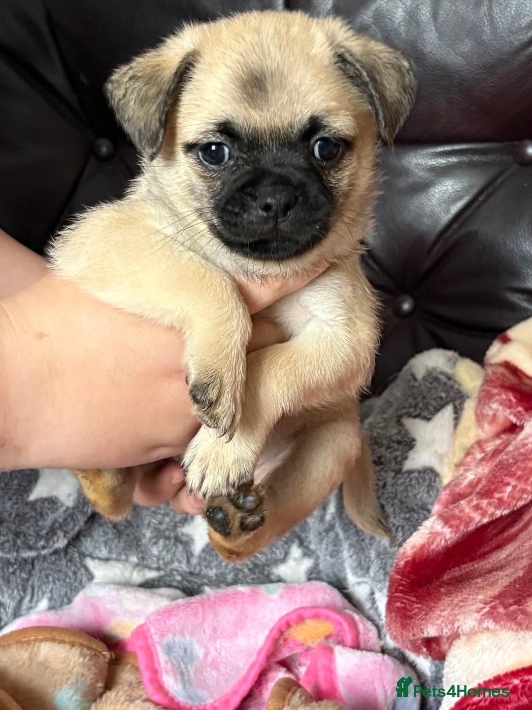 Mixed Breed dogs for sale: a Paperanian cross Pug  - Image 3